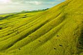 Aerial view of cattle on lush green pasture land, North Kohala, Hawaii Island, Hawaii, United States.