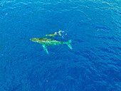 Luftaufnahme von Buckelwalen und einem Walkalb, die im Meer schwimmen, Kamuela, Hawaii, Vereinigte Staaten.