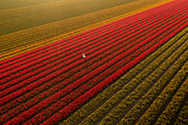 Aerial drone view of tulip fields in Noordwijkerhout with person, Amsterdam, Netherlands.