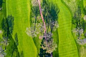 Aerial view of a treetops in early spring creating an abstract looking perspective at the Naperville Country Club in Napervile, IL - USA