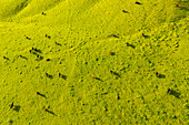 Aerial view of cattle on lush green pasture land, North Kohala, Hawaii Island, Hawaii, United States.