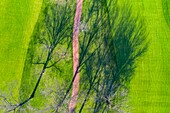 Aerial view of a treetops in early spring creating an abstract looking perspective at the Naperville Country Club in Napervile, IL - USA