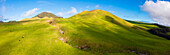 Panoramic aerial view of a cattle pasture, snow capped Mauna Kea in the distance, Waimea, Hawaii Island, Hawaii, United States.
