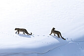 Luftaufnahme von schneebedeckten Bergen mit zwei Schneeleoparden, Kibber, Himachal Pradesh, Indien.