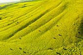 Aerial view of cattle on lush green pasture land, North Kohala, Hawaii Island, Hawaii, United States.