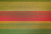Aerial drone view of tulip fields in Noordwijkerhout, Amsterdam, Netherlands.