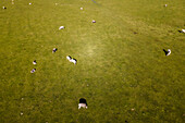 Aerial view of cows in a field, Laceno lake, Irpinia, Avellino, Campania, Italy.