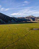 Aerial view of cows in a field, Laceno lake, Irpinia, Avellino, Campania, Italy.