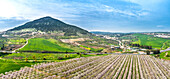 Aerial view of blossom almond plantation, Mount Tabor, Lower Galilee, Israel.