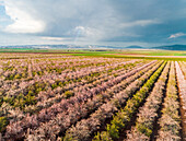 Aerial view of many rows of blossoming almond plantation and rain clouds in the background, Jezreel Valley, Northern District, Israel.