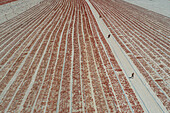 Aerial view of tomato field with people, Eregli, Konya, Turkey.