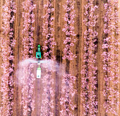 Aerial view of a tractor spraying fertiliser in Almond plantation just before sunrise during a foggy day, Beit HaKerem Valley, Israel.