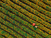 Aerial view of vibrant marigold flower fields being picked by farmers, Jhikargacha Upazila, Bangladesh.