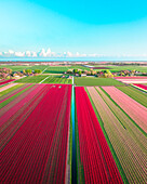 Aerial Drohne Blick auf bunte Tulpenfelder und grüne Landschaften, Sonnenaufgang Frühling in Holland, die Niederlande.