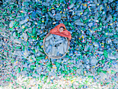 Araihazar, Bangladesch - 09. November 2024: Luftaufnahme von Menschen, die in einem Recyclingzentrum in Brahmandi, Araihazar, Bangladesch, zwischen Plastikmüll arbeiten.