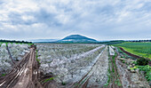 Aerial view of blossom almond plantation, Mount Tabor, Lower Galilee, Israel.