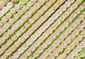 Aerial view of blossom almond plantation, Lower Galilee, Israel.