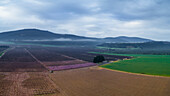 Aerial view of Almond plantation just before sunrise in a foggy atmosphere, Beit HaKerem Valley, Israel.