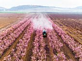 Aerial view of a tractor spraying fertiliser in Almond plantation just before sunrise during a foggy day, Beit HaKerem Valley, Israel.
