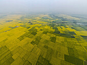 Luftaufnahme von Senfblumenfeldern in einer schönen ländlichen Landschaft, Sirajganj, Bangladesch.