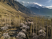 Aerial view of Ultar peak and apricot trees blooming, Aliabad, Hunza Valley, Gilgit Baltistan, Pakistan, Karakoram range o the Himalayas.