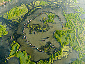 Aerial view of traditional polo fishing activity with wooden boats on a serene river surrounded by lush greenery, Parbhanguria, Bhangura, Bangladesh.