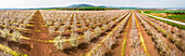 Aerial view of blossom almond plantation, Lower Galilee, Israel.