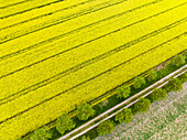 Abstract aerial view of lines in rapeseed field and unpaved road with trees, Kleve, Nordrhein-Westfalen, Germany.