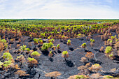 Aerial view of forest after the immense wildfire, nature area Deurnese Peel, Noord-Brabant, Netherlands.