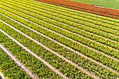 Abstract aerial view of rows of cultivated tulips in a flower field during springtime, Flevoland, Netherlands.