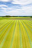 Luftaufnahme einer Landschaft mit gemähtem Gras auf Wiesen in hügeliger Landschaft, Nutter, Ootmarsum, Twente, Overijssel, Niederlande