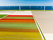Aerial view of flowering tulip field and wind farm along IJsselmeer dike, Noordoostpolder, Flevoland, Netherlands.