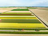 Aerial view of tulip fields and farmland with tractors on road, Flevopolder, Flevoland, Netherlands.
