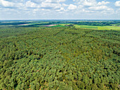 Aerial view of vast forest of conifers in a tranquil landscape, Somerense Heide, Someren, Netherlands.