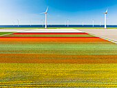 Aerial view of flowering tulip field and wind farm, Noordoostpolder, Flevoland, Netherlands.