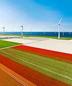 Aerial view of flowering tulip field and wind farm along IJsselmeer dike, Noordoostpolder, Flevoland, Netherlands.