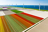 Aerial view of flowering tulip fields and wind farm along IJsselmeer dike, Noordoostpolder, Flevoland, Netherlands.
