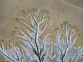 Aerial view of river patterns and tree-like formations in Accident Inlet, Gulf of Carpentaria, Karumba, Australia.