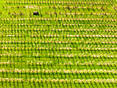 Abstract aerial downward view of flowering fruit orchards, Betuwe, Gelderland, Netherlands.