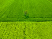 Luftaufnahme von bunten Rapsfeldern in der Landschaft bei Aljmas, Osijek-Baranja, Kroatien.