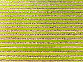 Abstract aerial view, straight down, of flowering fruit orchards, Betuwe, Gelderland, Netherlands.