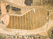 Aerial view of Aloe-vera plantation in Fuerteventura, Canary Islands.