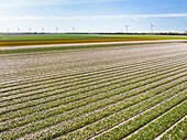 Aerial view of flowering tulip field and wind farm, Noordoostpolder, Flevoland, Netherlands.
