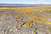 Aerial view of small bushes in beautiful autumn colors, southern Iceland