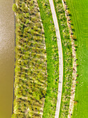 Abstact aerial view, straight down, of river Linge and bicycle path with apple trees, Betuwe, Gelderland, Netherlands.