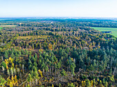 Aerial view of mixed autumn forest in nature reserve De Pan with conifers and deciduous trees, Maarheeze, Noord-Brabant, Netherlands