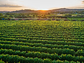 Luftaufnahme der Weinberge im dalmatinischen Dorf Nerezisca bei Sonnenuntergang, Insel Brac, Kroatien.
