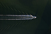 Aerial view of tranquil dark water with a boat creating ripples, Mandurah, Western Australia, Australia.