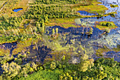 Abstrakte Luftaufnahme von ertrunkenen Bäumen, Naturschutzgebiet Amtsvenn (Aamsveen), Ahaus, Nordrhein-Westfalen, Deutschland