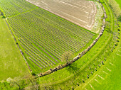 Abstract aerial view of fruit orchard, Betuwe, Gelderland, Netherlands.